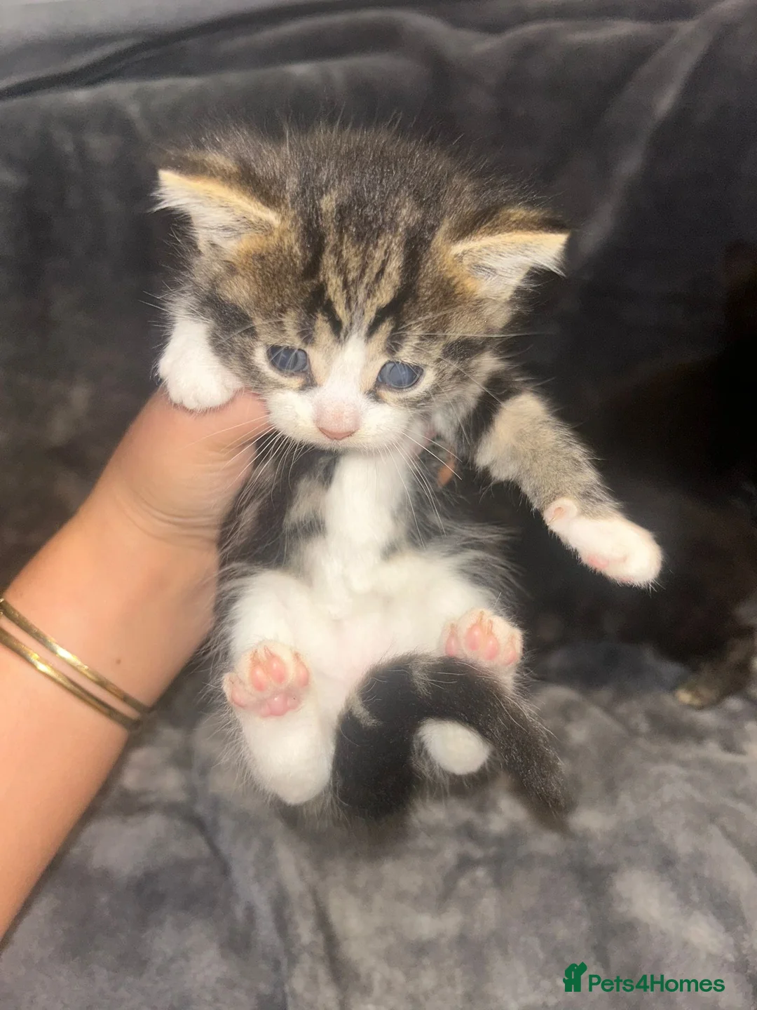 Mixed Breed cats for sale: Baby kittens  in Peterborough - Advert 10