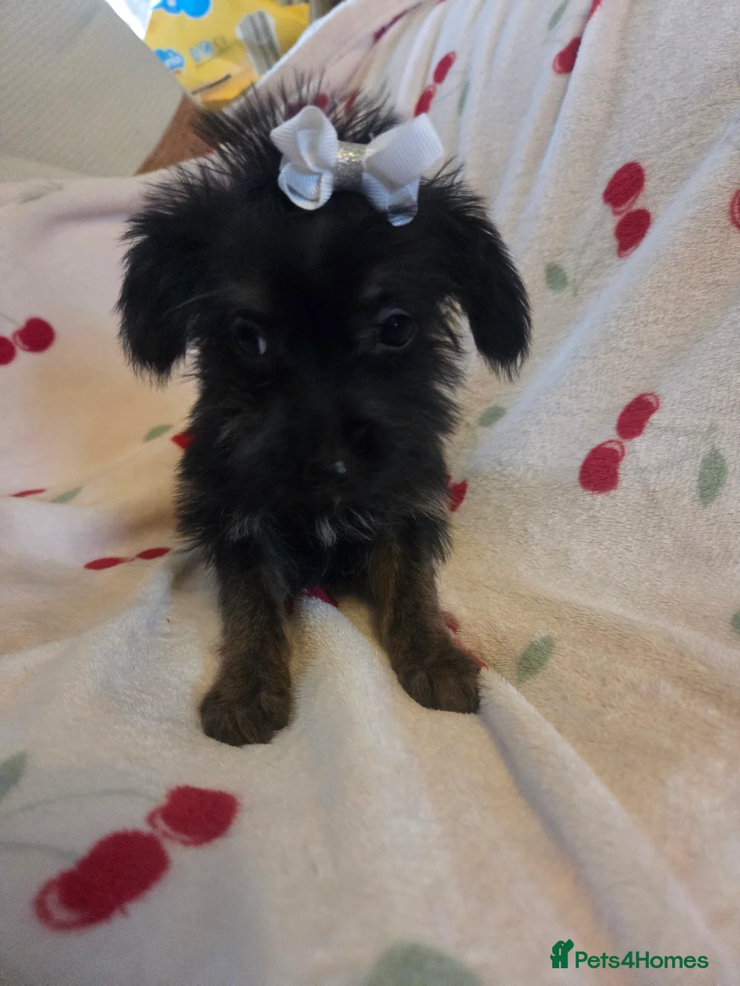 Mixed Breed dogs for sale: Yorkshireterrier xjackrussell  - Advert 8