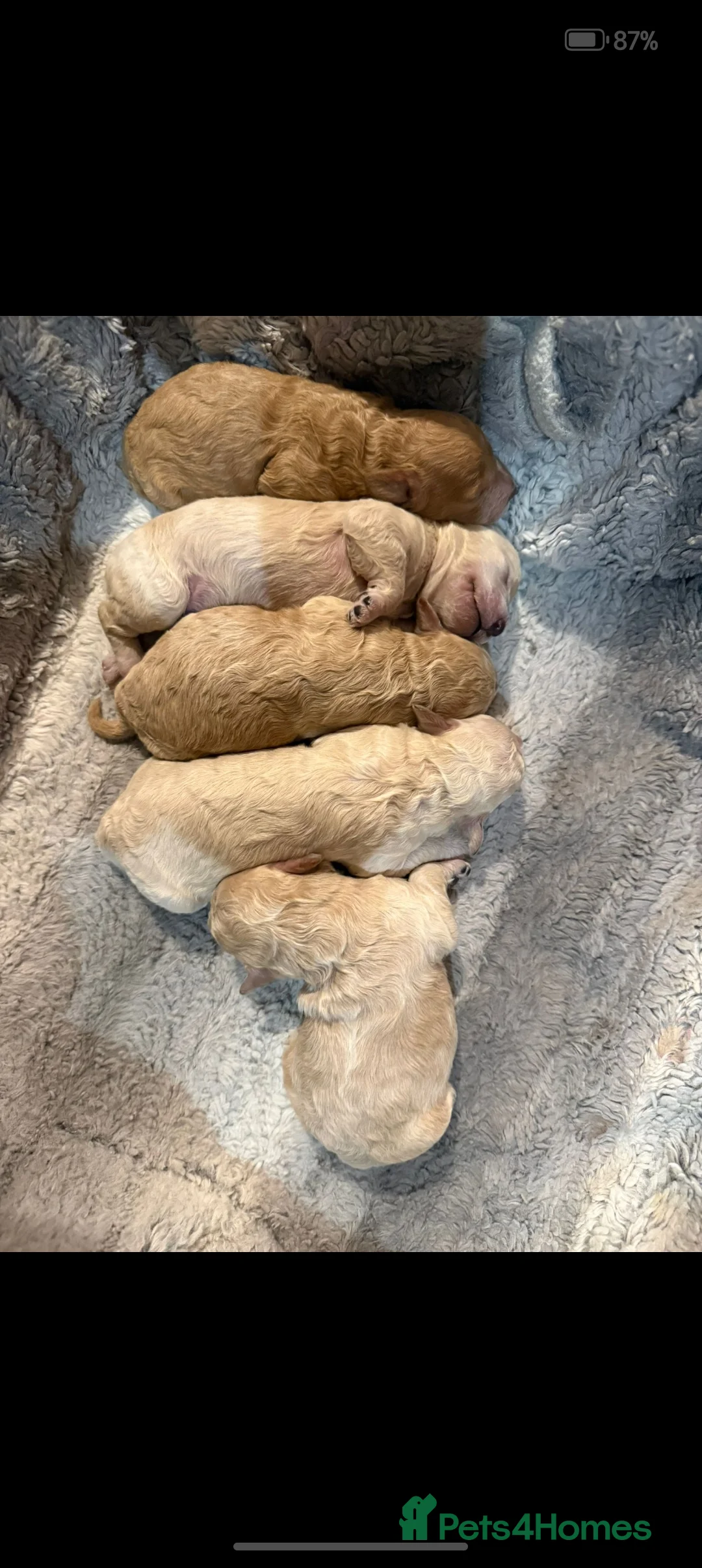 Toy Poodle dogs for stud: *Beautiful Blue Phantom*DNA Clear*Carries Silver* - Advert 13