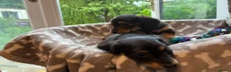 Miniature Dachshund dogs for sale: Two female LH MINI DACHSHUND pups PRA CLEAR ,  - Advert 6