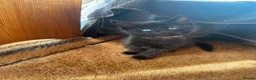 Mixed Breed cats for sale: 4 Adorable playful black kittens. Litter trained  - Advert 10