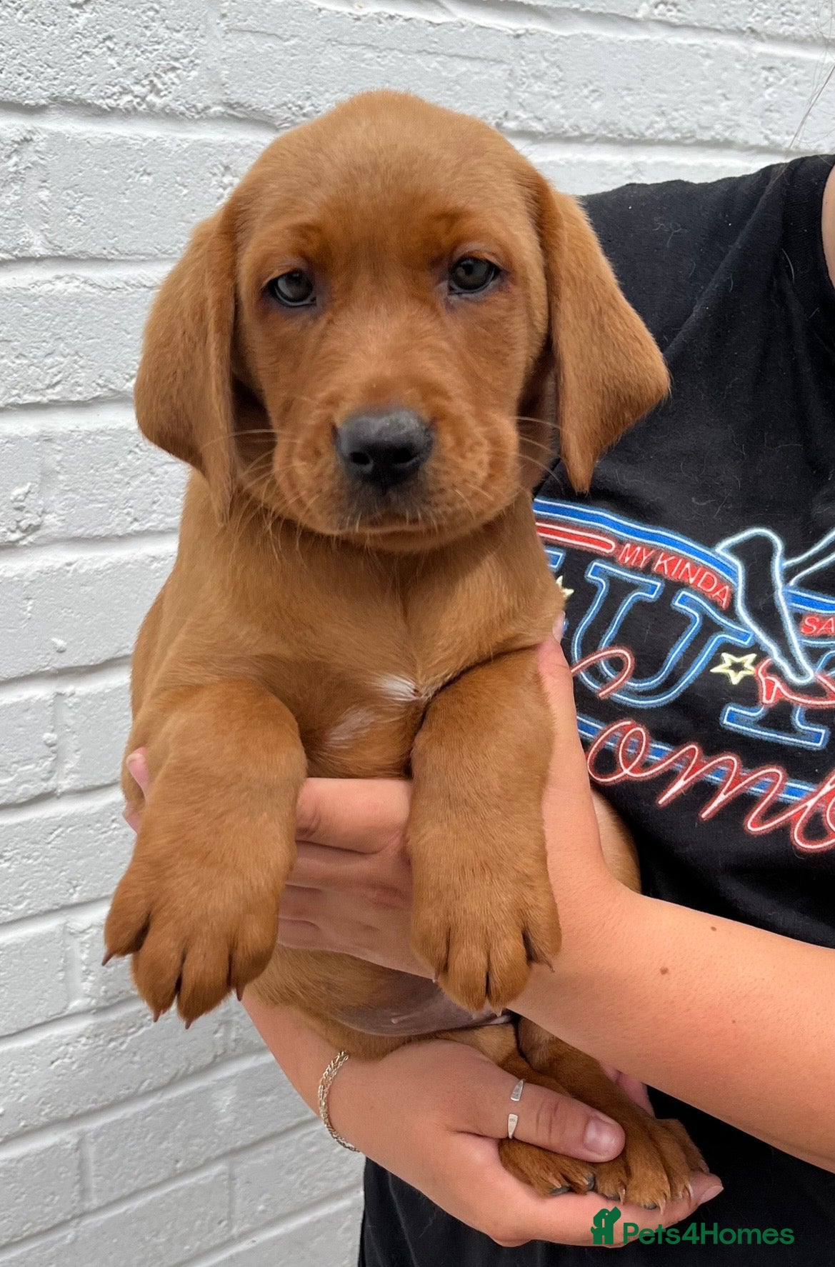 Labrador Retriever dogs Fully Health Tested, Outstanding Dark Red Puppies - Advert 1