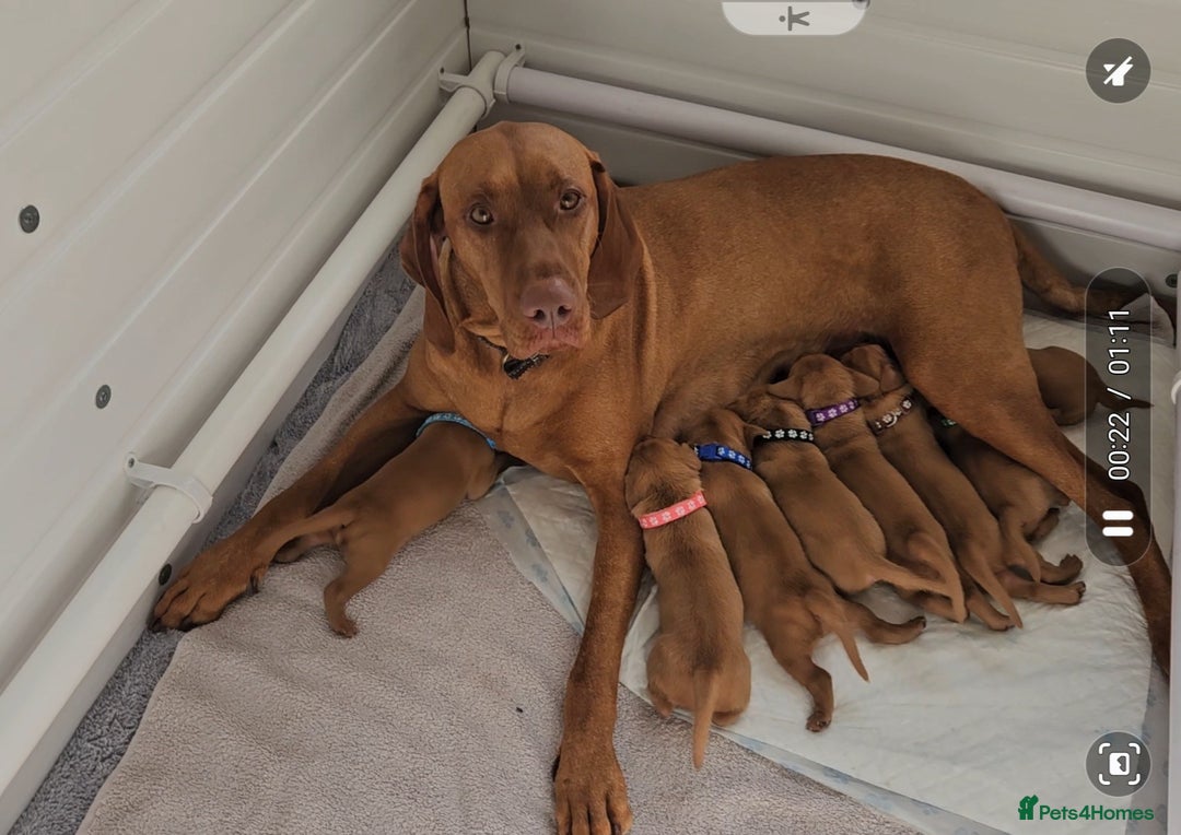 Hungarian Vizsla dogs for sale: Hungarian vizsla puppies  - Image 8