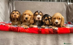 Cocker Spaniel dogs for sale: STUNNING COCKER SPANIEL PUPPIES  - Image 8