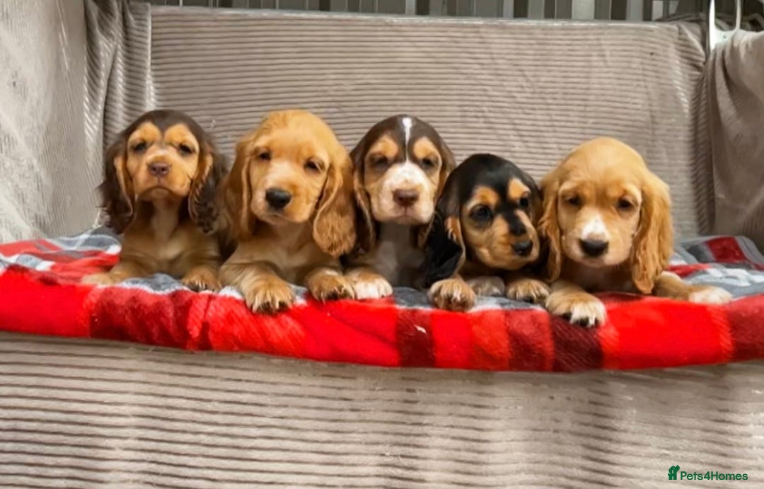 Cocker Spaniel dogs for sale: STUNNING COCKER SPANIEL PUPPIES  - Image 8