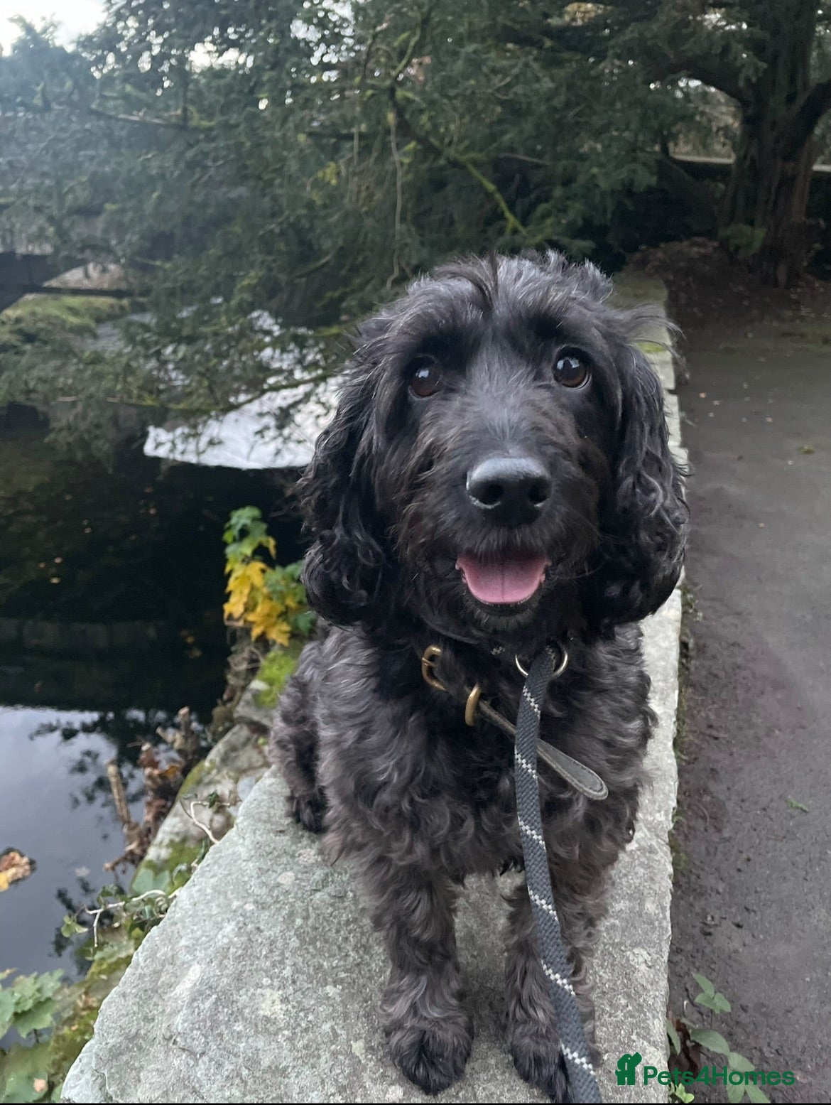 Cockapoo dogs Beautiful 6-year old female Cockapoo - Advert 1