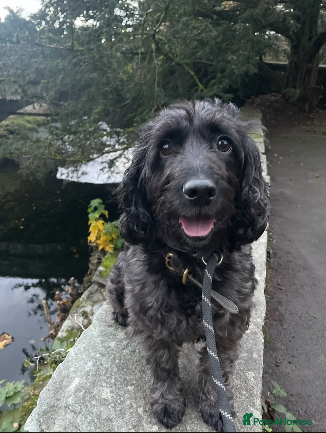 Cockapoo dogs for sale: Beautiful 6-year old female Cockapoo - Advert 1