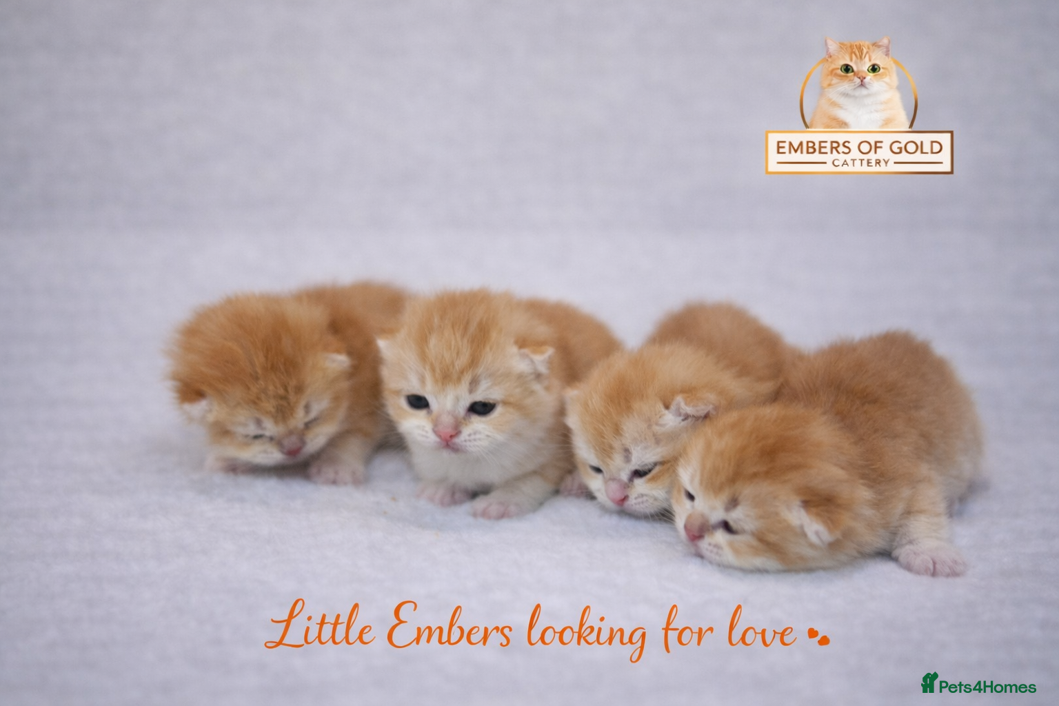 British Shorthair cats 🏆 Ny12 Golden British Shorthairs 🏆 - Advert 3