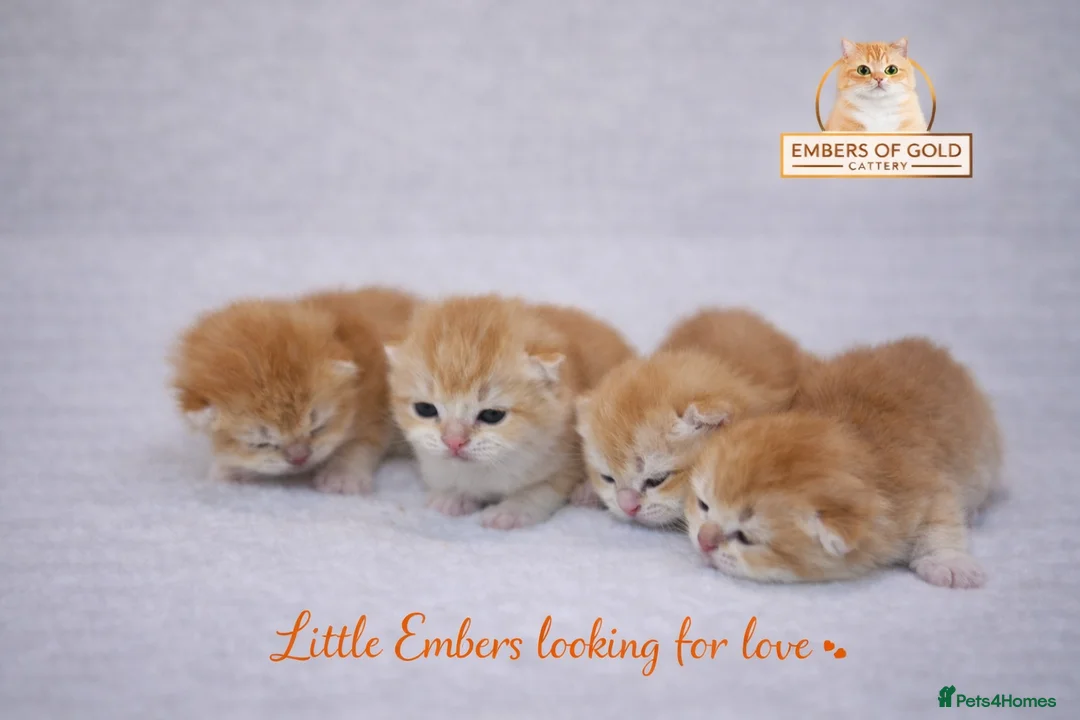 British Shorthair cats for sale: 🏆 Ny12 Golden British Shorthairs 🏆 - Advert 1