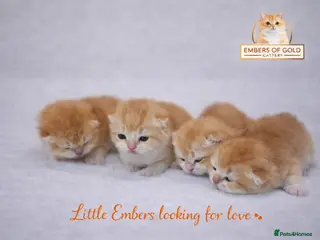 British Shorthair cats 🏆 Ny12 Golden British Shorthairs 🏆 - Advert 3