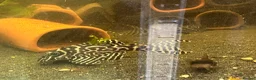 Plecos fish for sale: L236rb standard grade. 1” - Advert 4