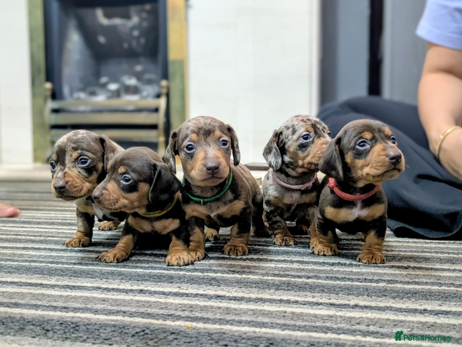 Dachshund dogs Gorgeous Smooth-Haired Dachshund Puppies - Advert 1