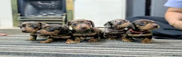 Dachshund dogs for sale: Gorgeous Smooth-Haired Dachshund Puppies - Advert 1