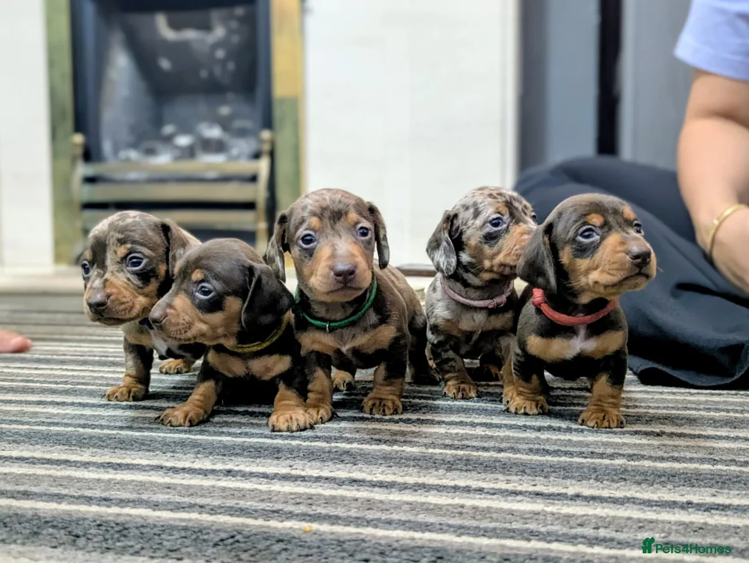 Dachshund dogs for sale: Gorgeous Smooth-Haired Dachshund Puppies - Advert 1