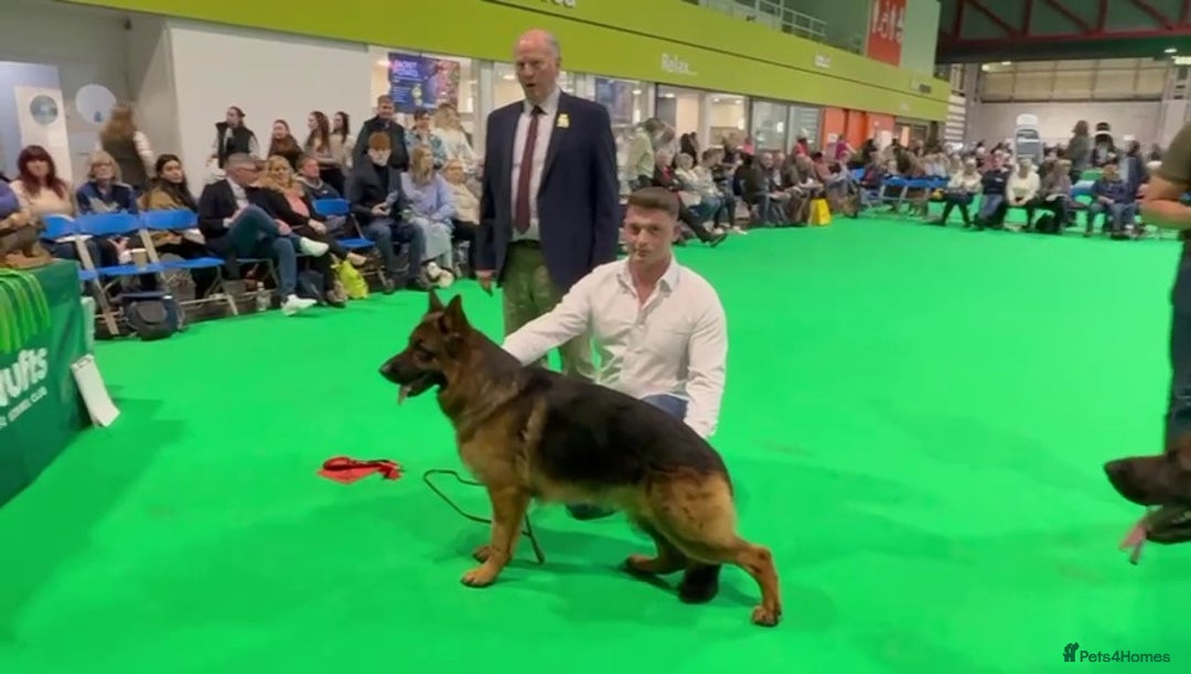 German Shepherd dogs for sale: Beautiful puppies from top bloodlines  - Advert 5