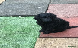 Mixed Breed dogs for sale: 5* medium half Australian labradoodles - Image 1