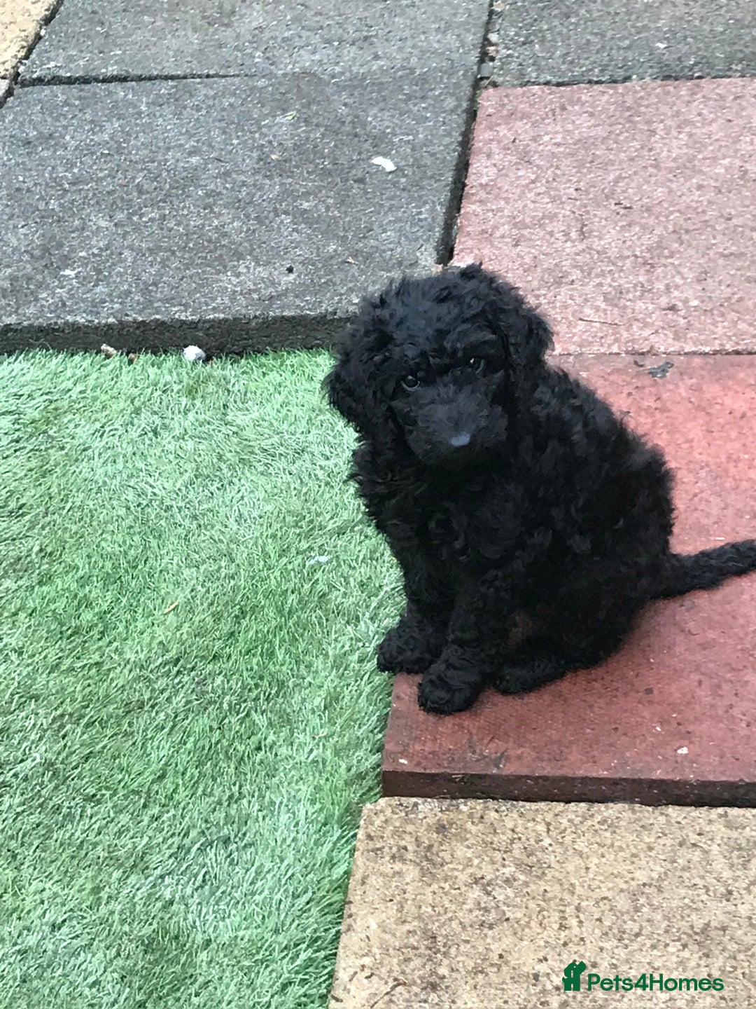 Mixed Breed dogs for sale: 5* medium half Australian labradoodles - Image 1