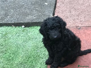 Mixed Breed dogs - Advert 5