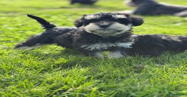 Schnoodle dogs - Advert 8