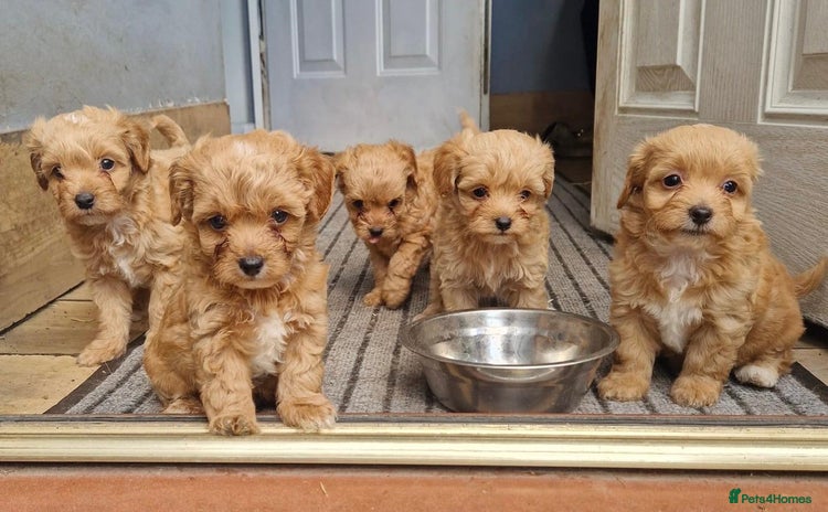 Chipoo dogs - Advert 3