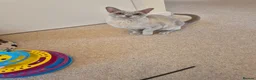 Burmese cats for sale: Gorgeous Lilac Female Adult Burmese - Advert 5