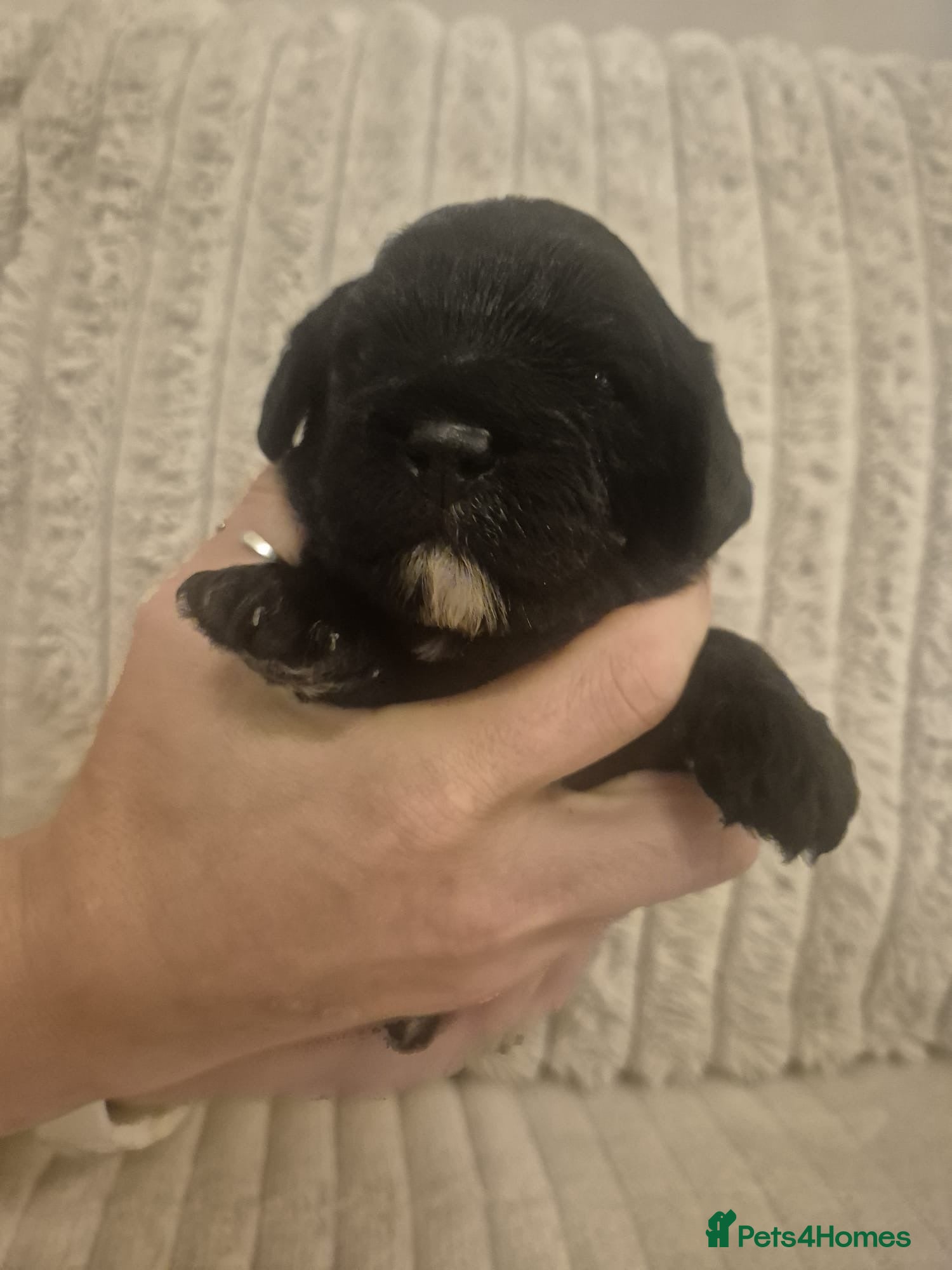 Cavapoo dogs for sale: Rare Merle F1b Cavapoo - Advert 2