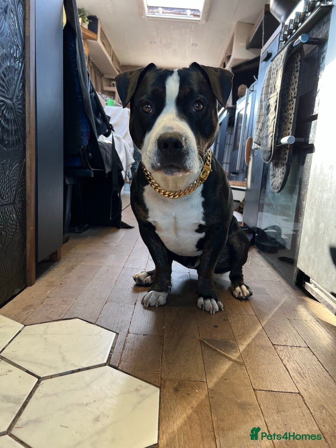 Staffordshire Bull Terrier dogs for sale: Mario – Gentle 5 Year Old Staffy - Advert 7