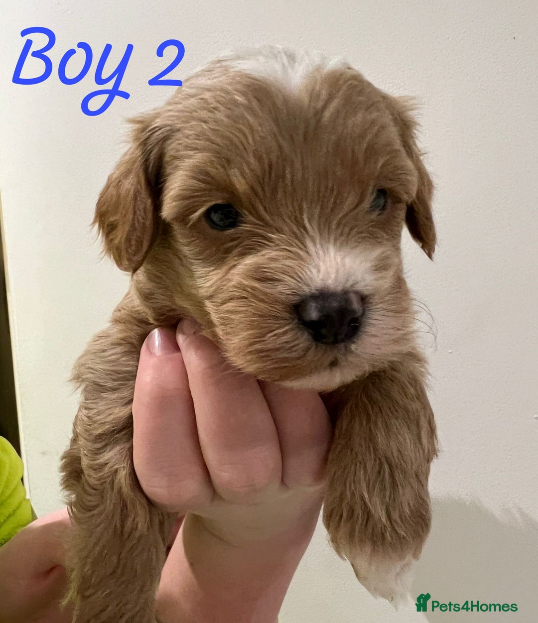 Havapoo dogs for sale: Havapoo Puppies - Advert 4