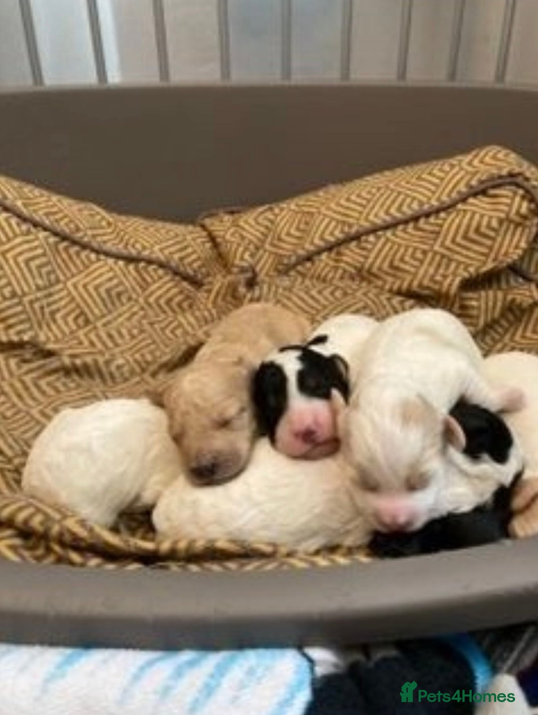 Cockapoo dogs for stud: Experienced Health Testa Cockapoo F1B Stud in Southampton - Image 4