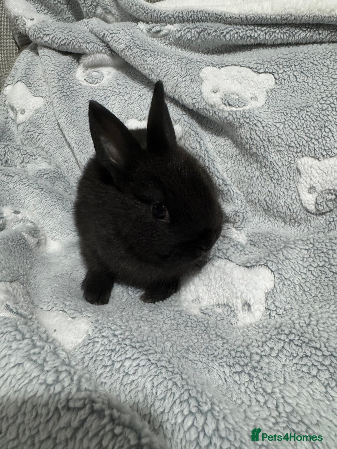 Netherland Dwarf rabbits for sale: 2 all black netherland dwarf rabbits  - Advert 2