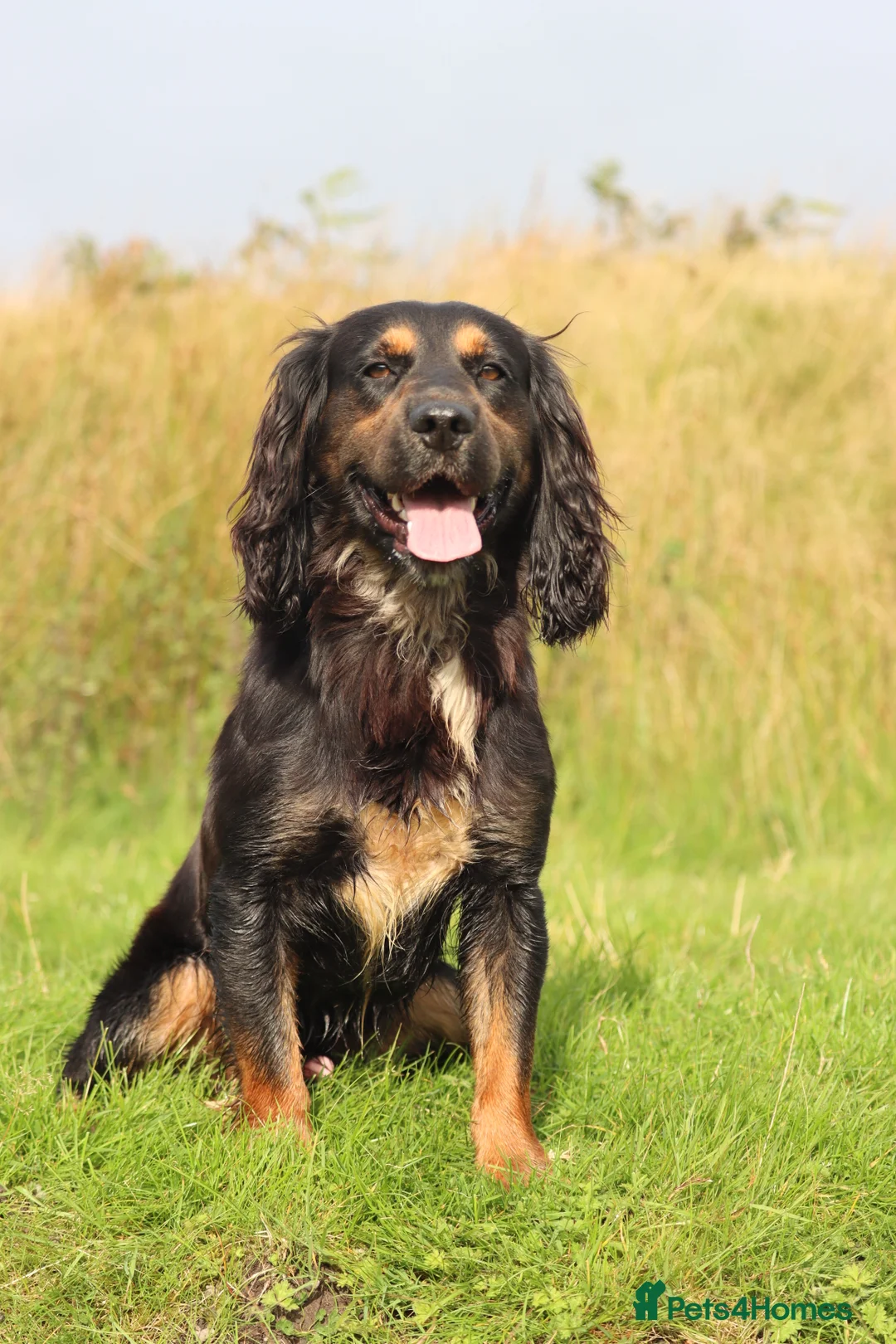 Cocker Spaniel dogs for stud: Outstanding kc Cocker spaniel at stud in Lancaster - Advert 4