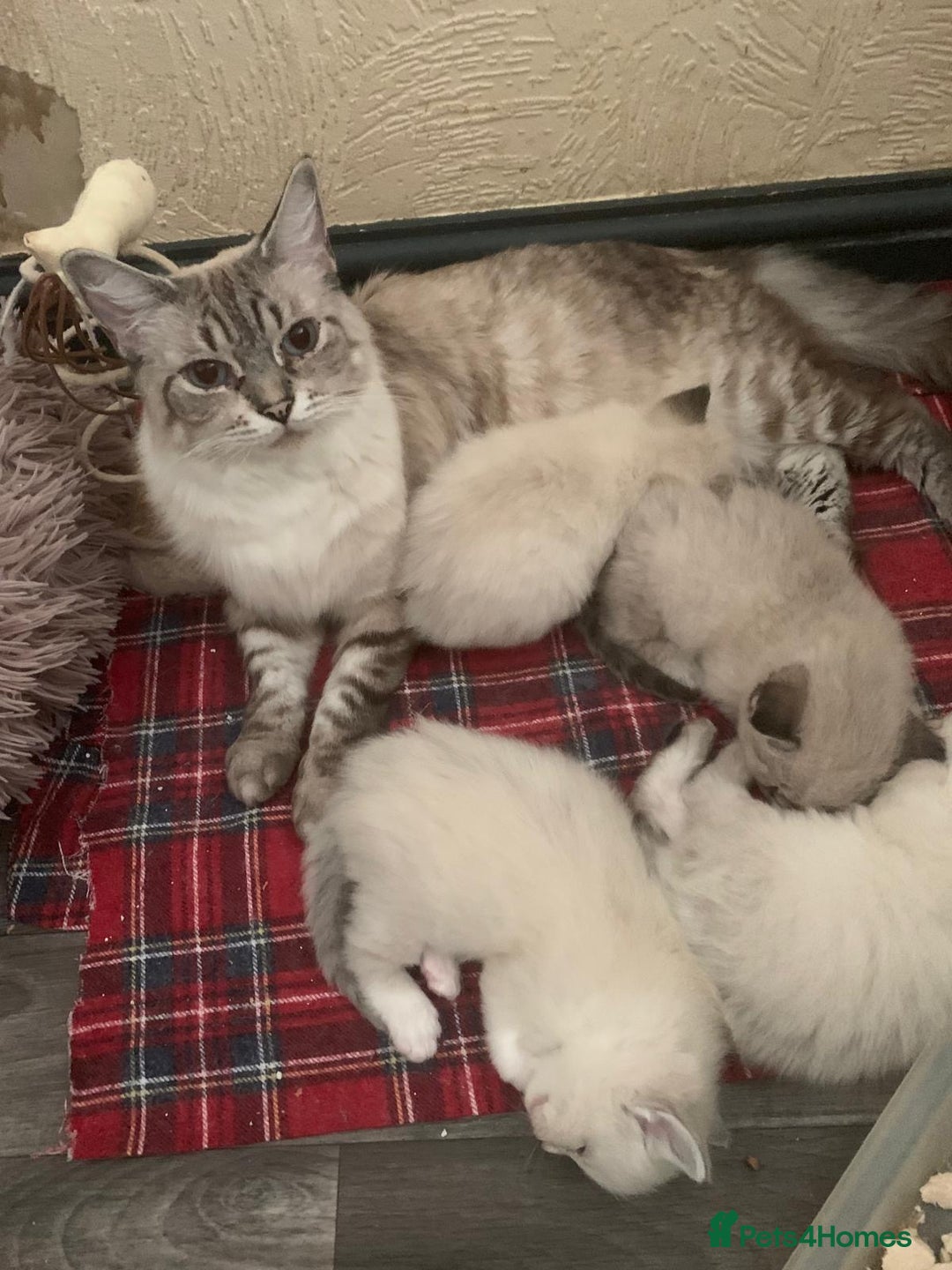 Ragdoll cats for sale: ❤️5 Beautiful Pure Ragdoll Kittens❗️❤️🐈 - Advert 34