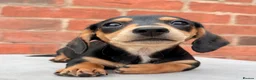 Miniature Dachshund dogs for sale: miniature dachshunds  - Advert 5