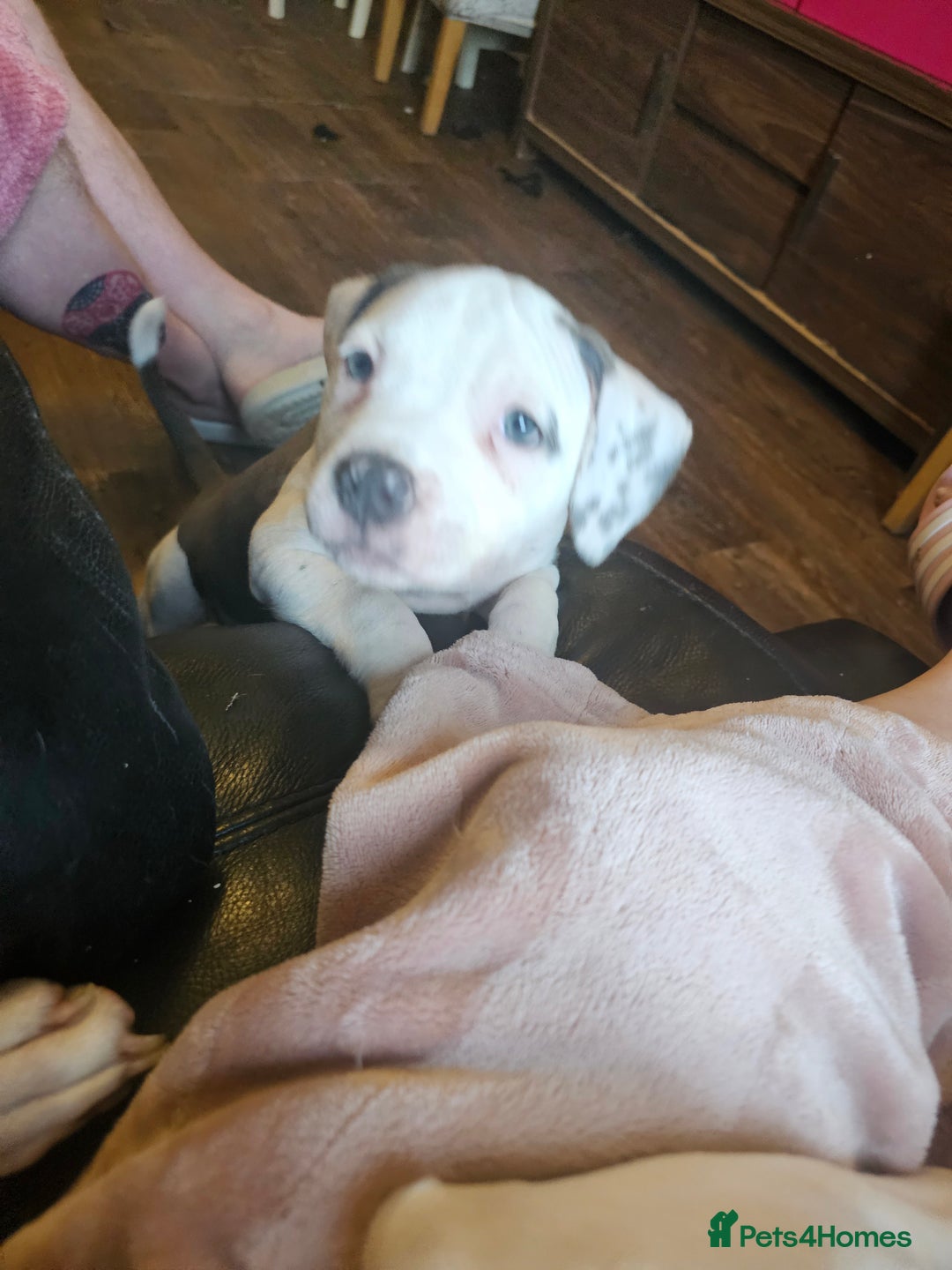 Mixed Breed dogs for sale: Staffordshire bull terrier cross puppies  - Advert 10