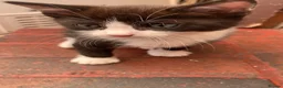 British Shorthair cats for sale: Kitten boy - Advert 1