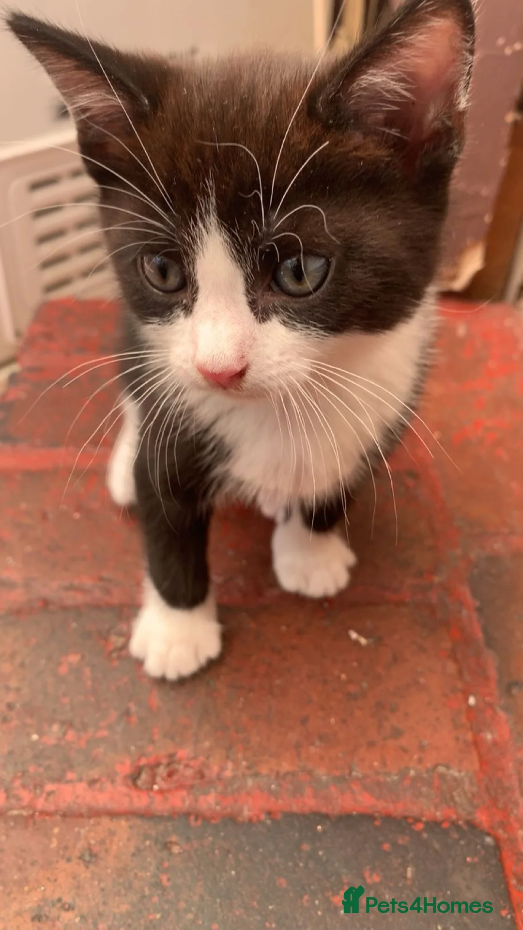 British Shorthair cats for sale: Kitten boy - Advert 1