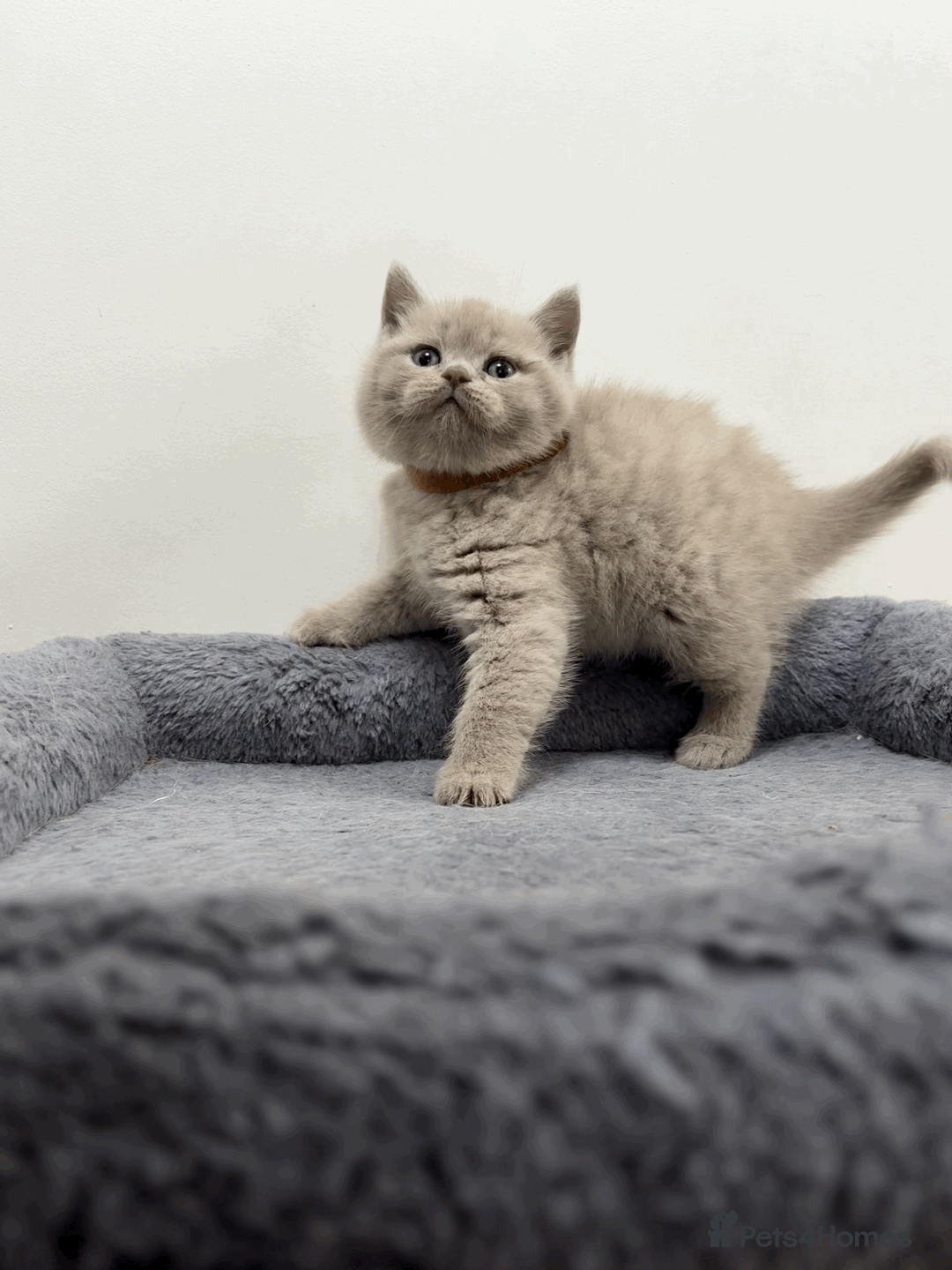 British Shorthair cats for sale: ❤️Beautiful British Shorthair For Sale❤️ - Advert 2