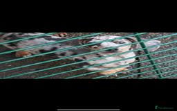 Miniature Dachshund dogs for sale: Miniature dachshund  - Image 4