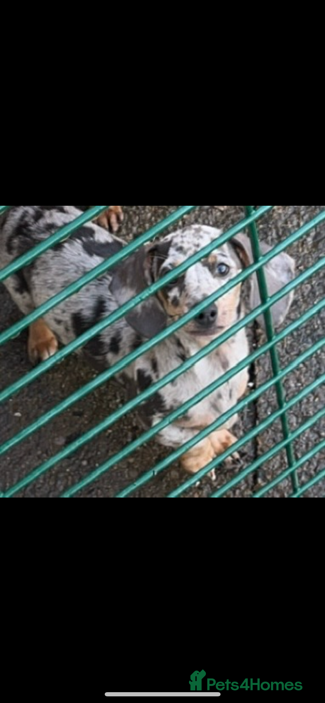 Miniature Dachshund dogs for sale: Miniature dachshund  - Image 4