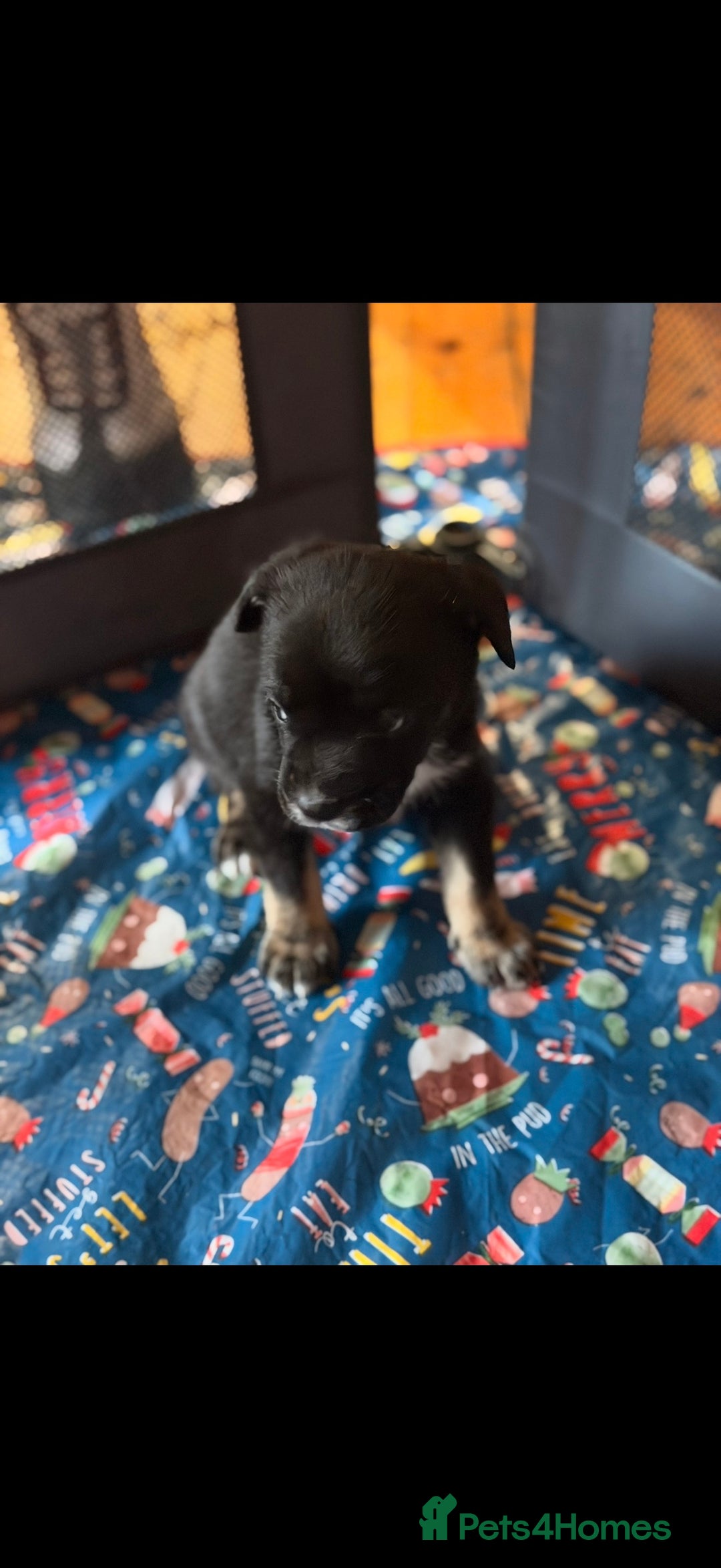 Mixed Breed dogs for sale: French Bulldog/German Shep Beautiful Pups Rare - Advert 5