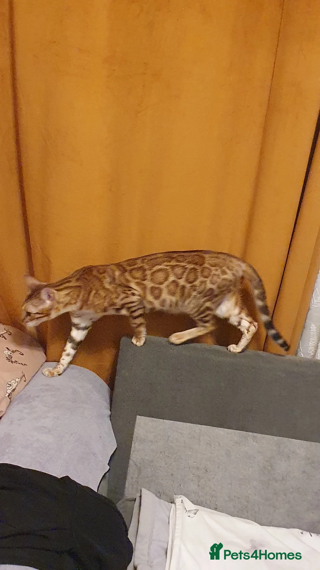Bengal cats for sale: Beautiful Bengal kittens - Advert 1