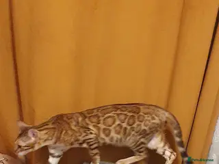 Bengal cats Beautiful Bengal kittens - Advert 15