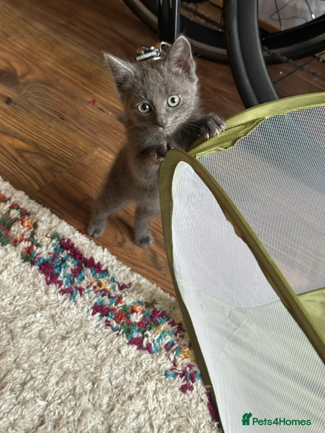 Mixed Breed cats for sale: Beautiful Half Maincoon/NorwegianFC X Russian Blue - Advert 2