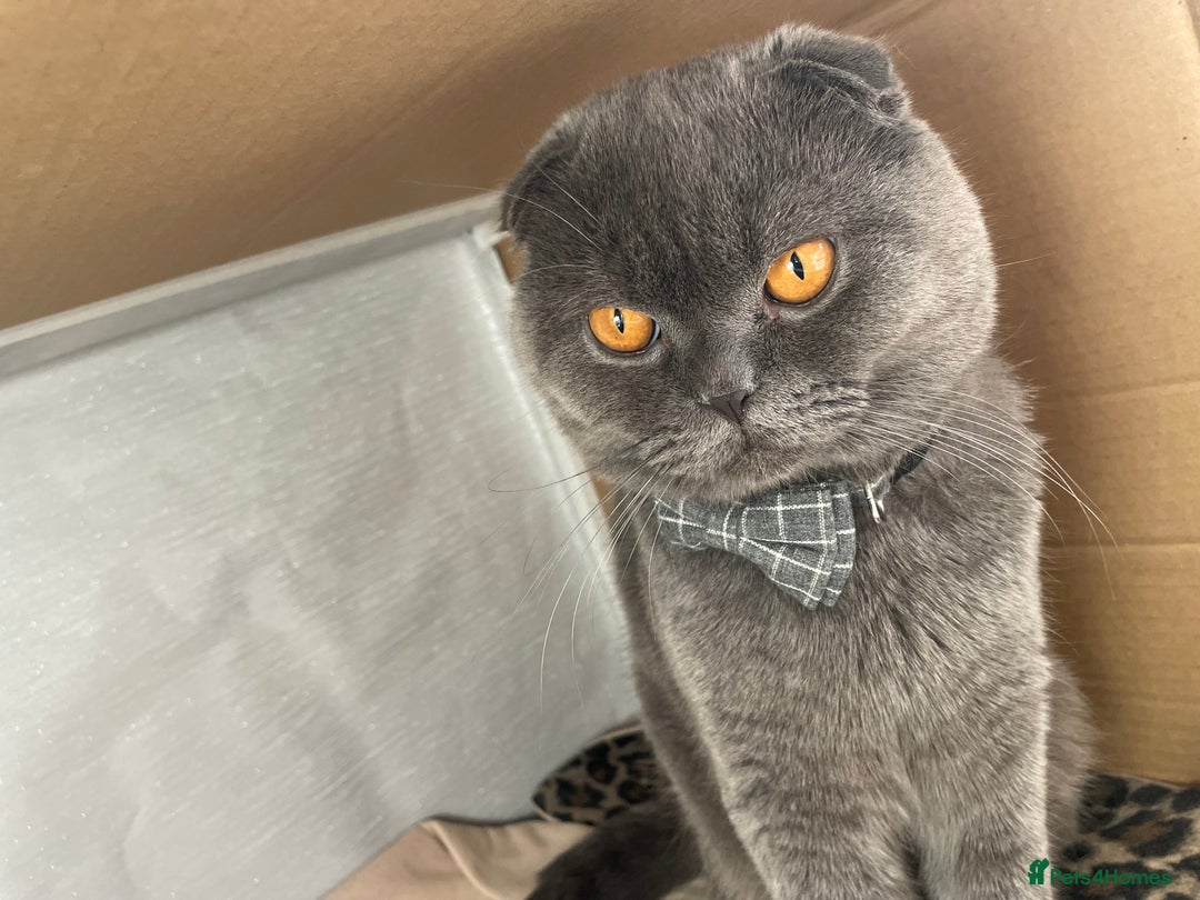 Scottish Fold cats for sale: Scottish fold male cat for rehome.  - Advert 8