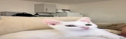 Domestic Shorthair cats for sale: White male kitten  in Leicester - Advert 7