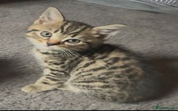 Mixed Breed cats for sale: Grey tabby & black kittens - Image 10