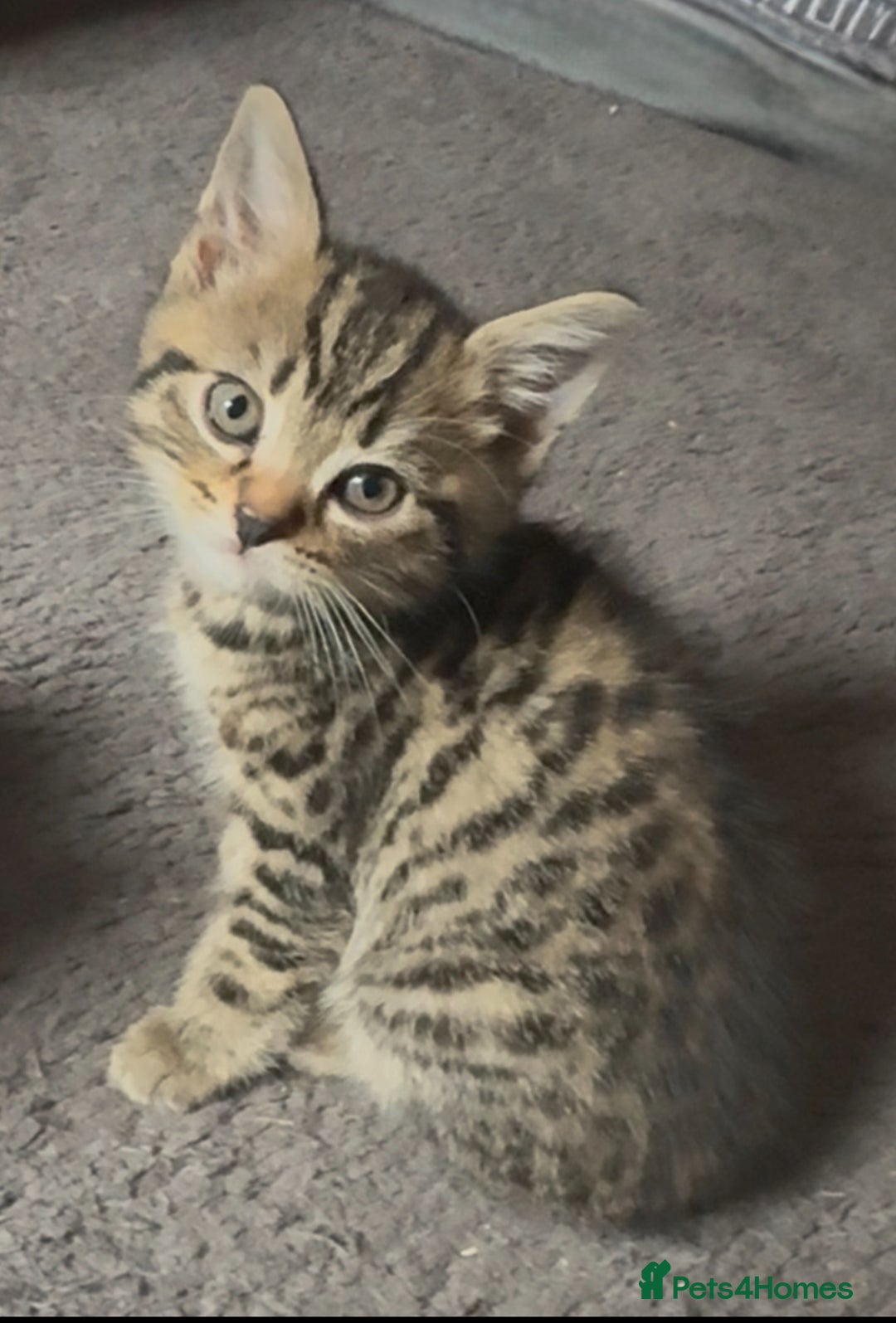 Mixed Breed cats for sale: Grey tabby & black kittens - Image 10