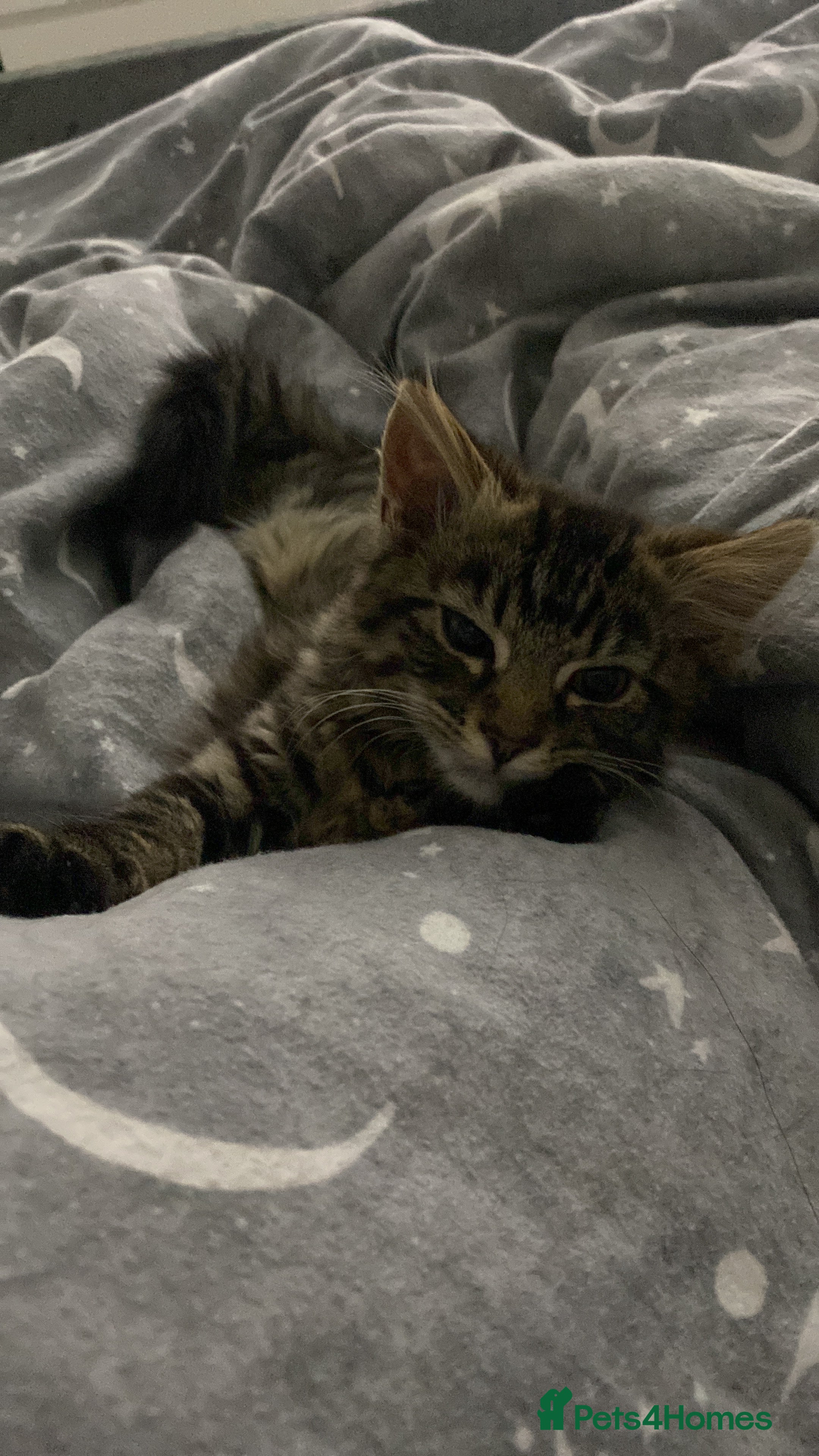 Mixed Breed cats Kittens ready to go - Advert 1