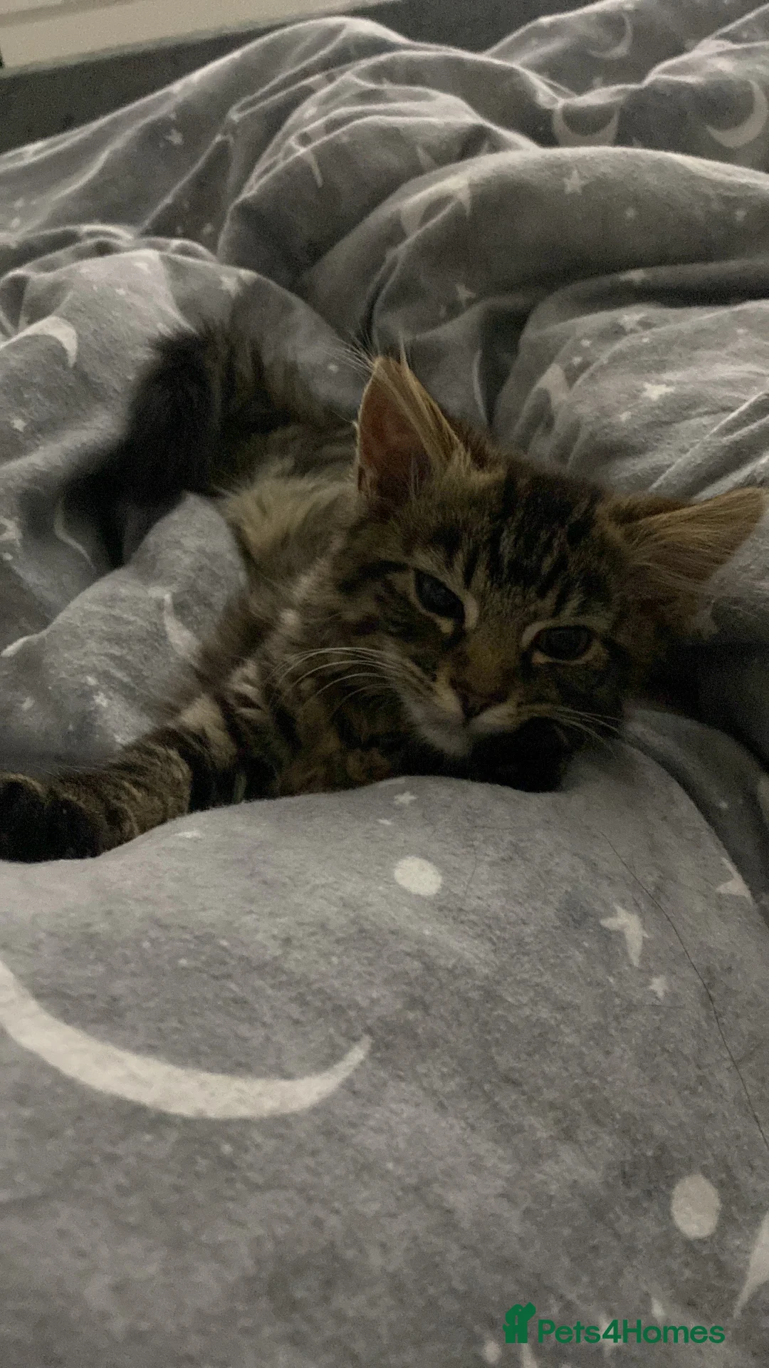 Mixed Breed cats for sale: Kittens ready to go - Advert 1