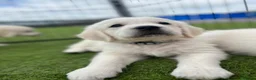 Golden Retriever dogs for sale: kc reg Fully health tested litter - Advert 5